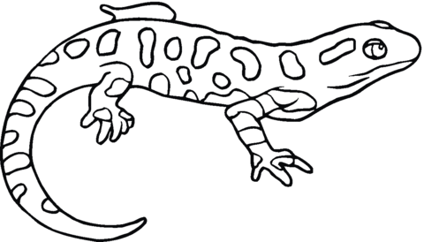 Yellow Spotted Salamander Coloring Page